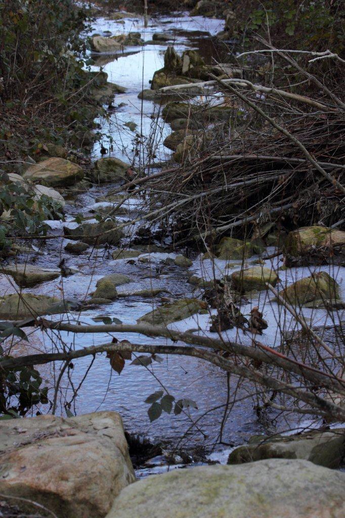 Storione o simile in un ruscello di montagna?!?!?!